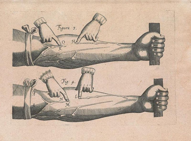 Second engraving, figs 3 and 4, showing how blood can be swept out of the veins toward the heart, but not away from it, in De motu cordis, by William Harvey, 1628, Smithsonian Institution Libraries (library.si.edu)