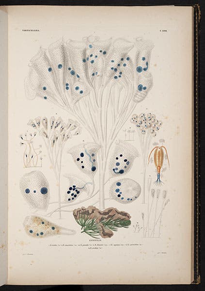 Varieties of Vorticella (and a copepod), hand-colored engraving, from Christian Ehrenberg, Die Infusionsthierchen, 1838 (Linda Hall Library)