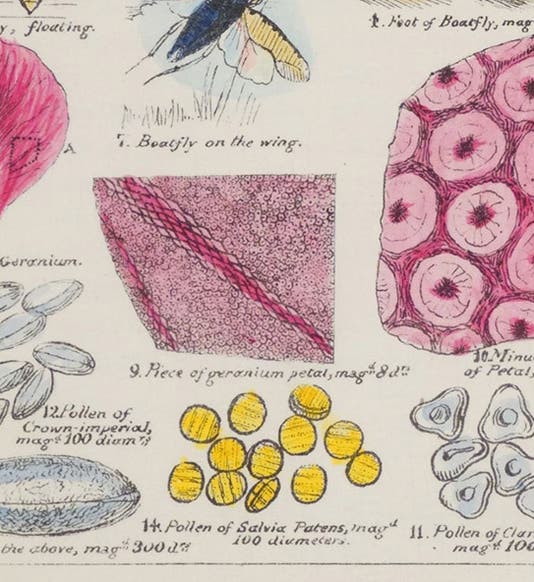 Detail showing a geranium petal, hand-colored lithograph, Sketches with the Microscope: In a Letter to a Friend, by Mary Ward, plate 13, p. 44, 1857 (Linda Hall Library)