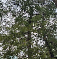 White Pine winter