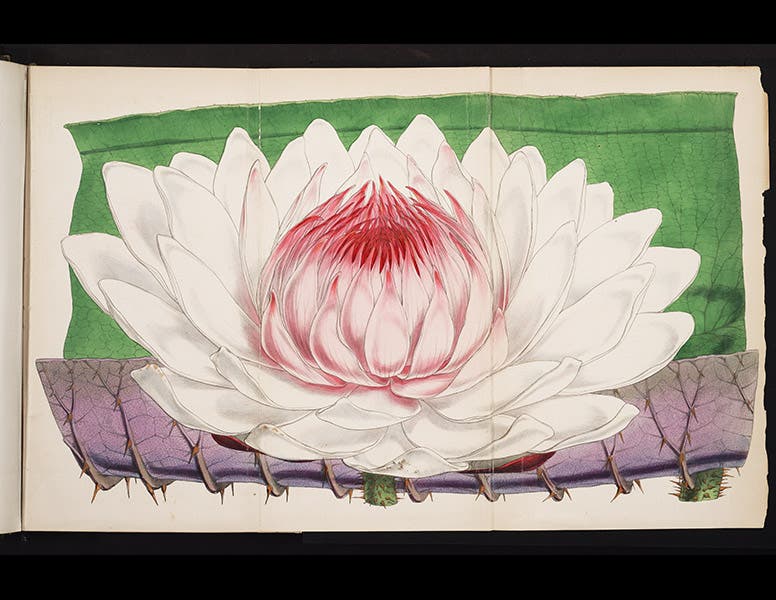 1120_002, 6/4/18, 9:02 AM,  8C, 5270x8000 (481+0), 100%, Custom,  1/60 s, R73.1, G60.2, B71.3