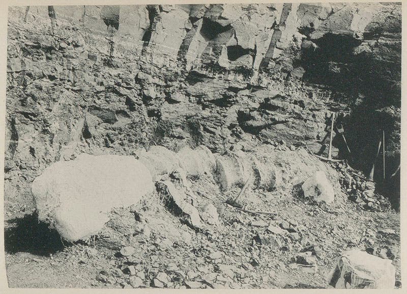 Apatosaurus excelsus bones in situ in quarry no. 15, Fruita, Colo., photograph, 1900-01, frontispiece to Riggs’ article on Apatosaurus and Brontosaurus, Field Columbian Museum, Publications, Geological series, vol. 2, 1903. (Linda Hall Library)