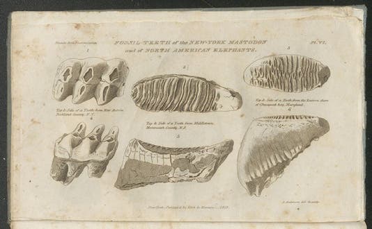 Mastodon and mammoth teeth found in North America, in Maryland, New Jersey, and New York, in Samuel Latham Mitchill (ed.), <i>Essay on the Theory of the Earth</i>, by George Cuviers, 1818 (Linda Hall Library)
