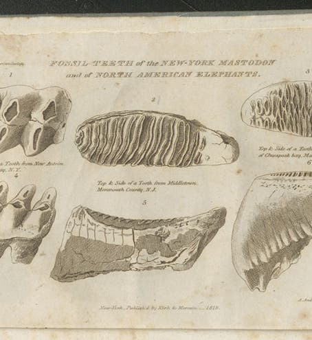 Mastodon and mammoth teeth found in North America, in Maryland, New Jersey, and New York, in Samuel Latham Mitchill (ed.), <i>Essay on the Theory of the Earth</i>, by George Cuviers, 1818 (Linda Hall Library)