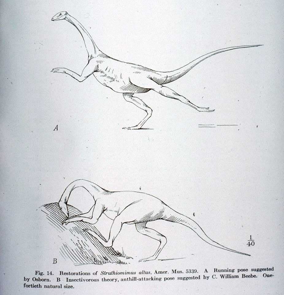 Restorations of Struthiomimus in running and attacking positions. This work was on display in the original exhibition as item 35. Image source: Osborn, Henry Fairfield. "Skeletal adaptations of Ornitholestes, Struthiomimus, Tyrannosaurus," in: Bulletin of the American Museum of Natural History, vol. 35 (1916), p. 755.
