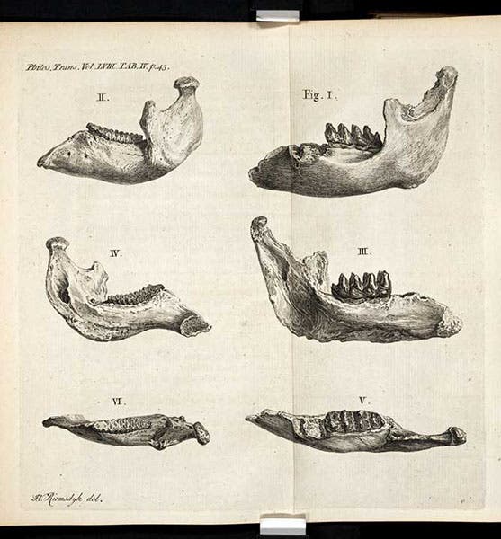 Comparison of jaws of elephant (left) and mastodon (right), William Hunter, Philosophical Transactions of the Royal Society of London, vol. 58, 1768 (Linda Hall Library)