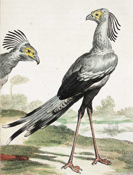 Secretary bird, hand-colored engraving, in Arnout Vosmaer, Description d'un receuil exquis d'animaux rares, 1804 (Linda Hall Library)