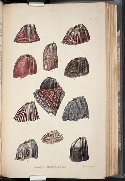 Various Balanidae (sessile barnacles), hand-colored engraving by George Sowerby, , in A Monograph on the Sub-Class Cirripedia, with Figures of All the Species, Vol. 2: The Balanidae, by Charles Darwin, 1854 (Linda Hall Library)