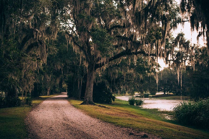 A view of the bird preserves on Avery Island (tabasco.com)