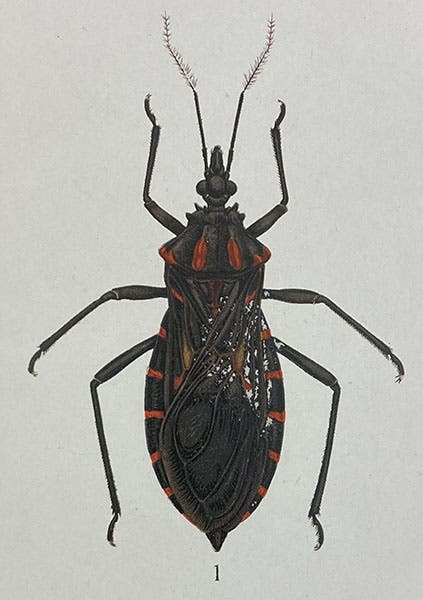 Benchuca bug, Triatoma infestans, vector for the parasite Trypanosoma cruzi, drawing by Manuell de Castro Silva, in Memórias do Instituto Oswaldo Cruz, vol. 1, plate 9, 1909 (Linda Hall Library)