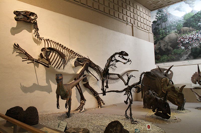 The mount is still there in the Peabody Museum, on the wall right behind the more glamorous Deinonychus, discovered much later (fourth image). Claosaurus has undergone quite a few names changes in the ensuring century and is now referred to as Edmontosaurus annectens.