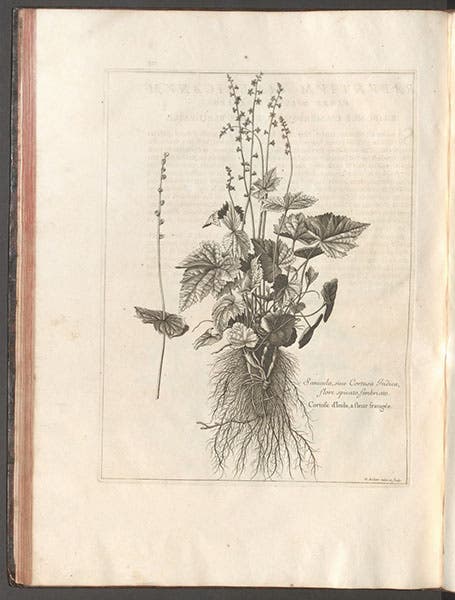 Sanicula, or Cortusa indica, engraving by Nicolas Robert, in Denis Dodart, Mémoires pour servir à l'histoire des plantes, 1676 (Linda Hall Library)
