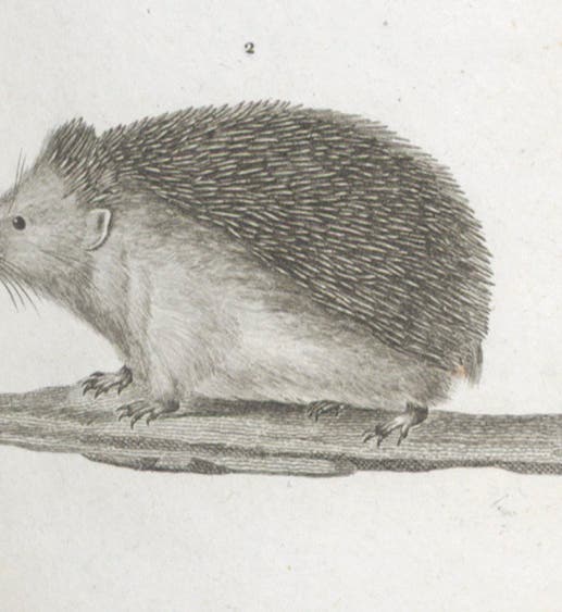Herisson (hedgehog), detail of engraving by Jean-Gabriel Prêtre, in Dictionnaire des sciences naturelles, ed. by Frédéric Cuvier, plate vol.7, 1816-30 (Linda Hall Library)