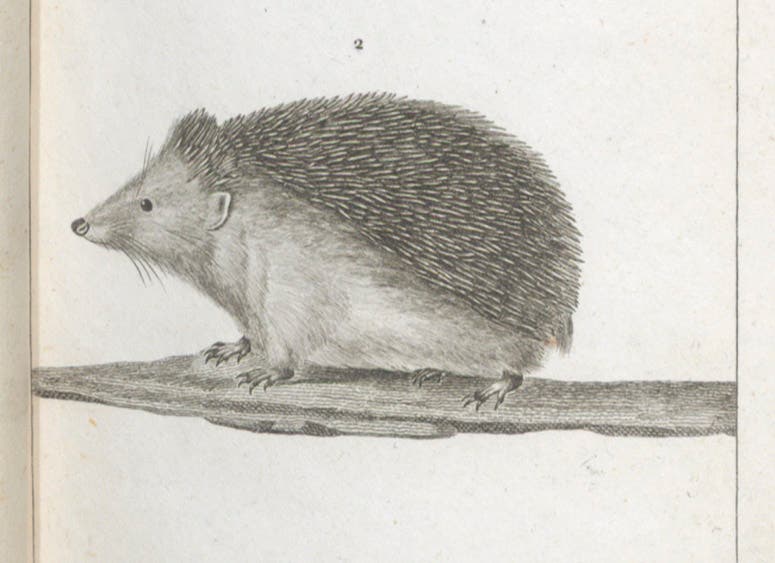 Herisson (hedgehog), detail of engraving by Jean-Gabriel Prêtre, in Dictionnaire des sciences naturelles, ed. by Frédéric Cuvier, plate vol.7, 1816-30 (Linda Hall Library)