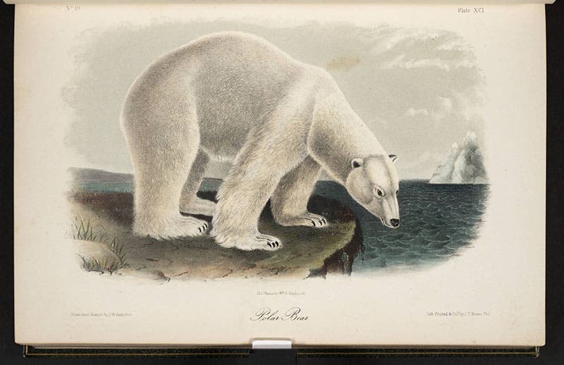Polar bear, John James Audubon, Quadrupeds of North America, 1849-54 (Linda Hall Library)