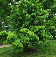 Ginkgo summer