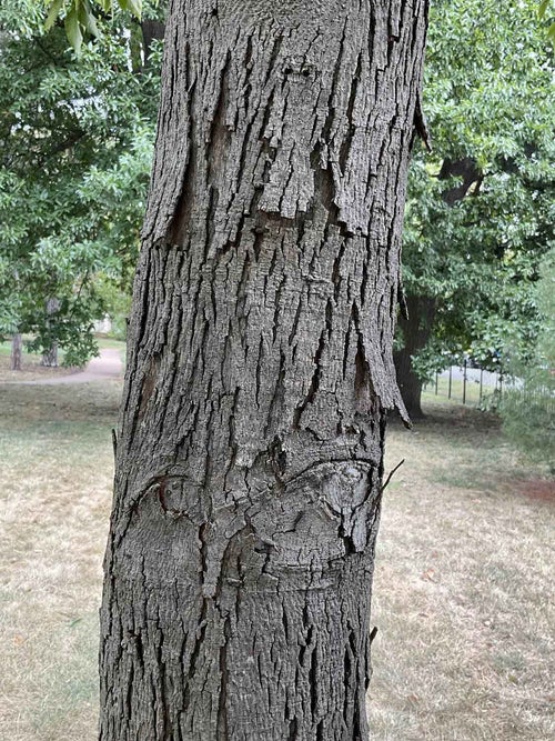 Shagbark Hickory bark