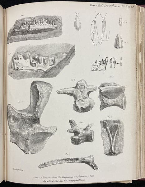 Jaws and teeth of Thecodontosaurus and other saurians found near Bristol, lithographed plate in “A description of various fossil remains of three distinct saurian animals, recently discovered in the Magnesian Conglomerate near Bristol," by Henry Riley and Samuel Stutchbury, Transactions of the Geological Society of London, plate 29, end of vol. 5, ser. 2, 1840. (Linda Hall Library)