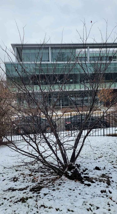 Whitebud winter