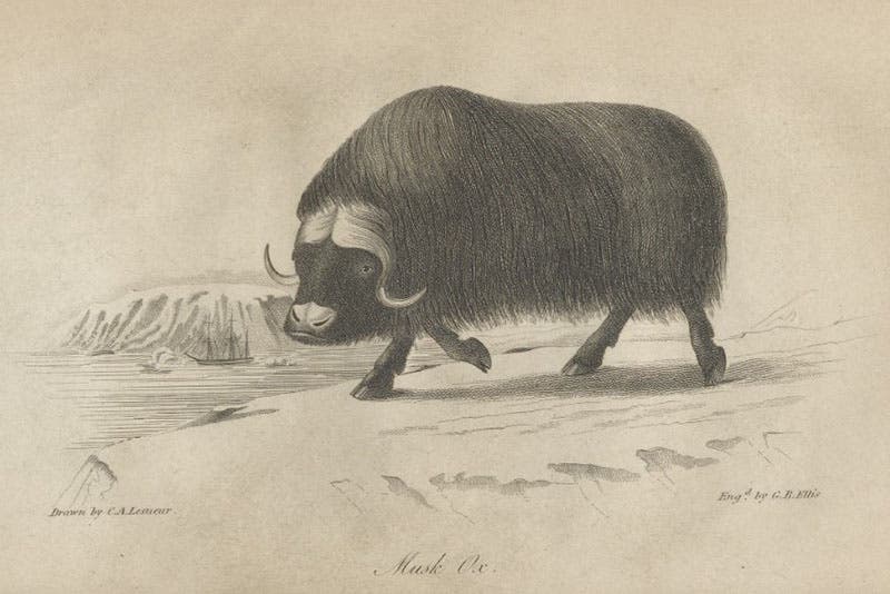 Musk ox, engraving after a drawing by Charles A. Lesueur, American Natural History, by John Godman, vol. 3, 1828 (Linda Hall Library)