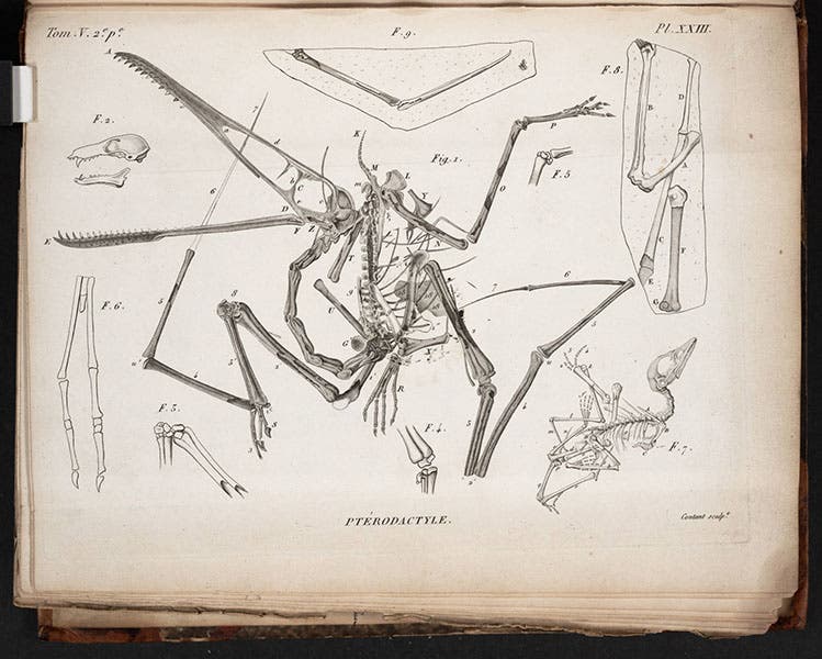 Pterodactyl fossil in situ, from Georges Cuvier, Recherches sur les ossemens fossils, 2nd ed., 1821-24 (Linda Hall Library)