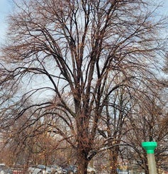 Royal Linden winter