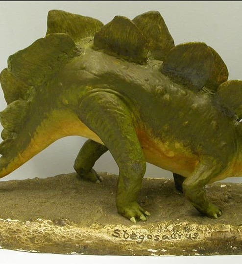 Model of <i>Stegosaurus</i>, by Charles Gilmore, in the Hunterian Museum, Glasgow (Hunterian Museum, Glasgow)