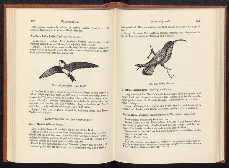 Antillean Palm Swift and Hairy Hermit Hummingbird, James Bond, Field Guide to Birds of the West Indies, 1947 (Linda Hall Library)