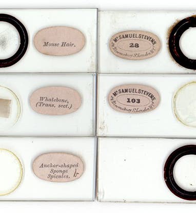 Six microscope slides sold by Samuel Stevens, with his original labels still intact (Brian Stevenson at microscopist.net/StevensS)