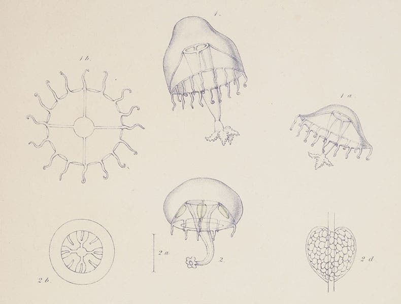 Jellyfish, detail of hand-colored engraving, in A Monograph of the British Naked-Eyed Medusæ, by Edward Forbes, plate 1, 1848 (Linda Hall Library)