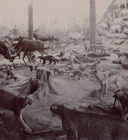 Panorama at the World’s Columbian Exposition, Chicago, by Lewis Dyche, 1893 (Kansas Public Radio)