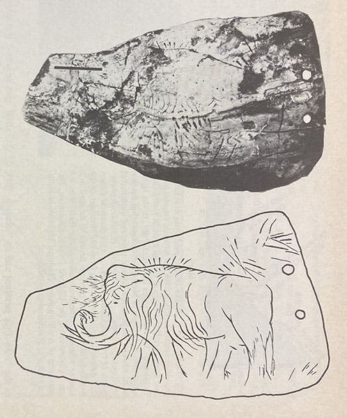 Photograph and sketch of the Holly Oak pendant, supposedly found by Hilborne T. Cresson at Holly Oak, Delaware, before 1865, Science, vol. 192, no. 4241, p. 757, May 21, 1976 (Linda Hall Library)