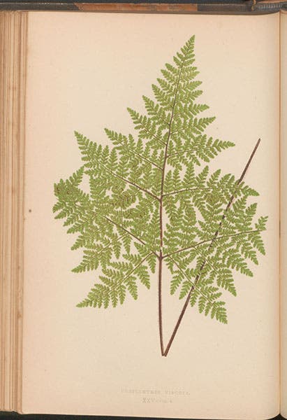 Cheilanthes viscosa, a fern, chromoxylograph, Ferns: British and Exotic, by Edward Joseph Lowe, vol. 4, 1858-64 (Linda Hall Library)
