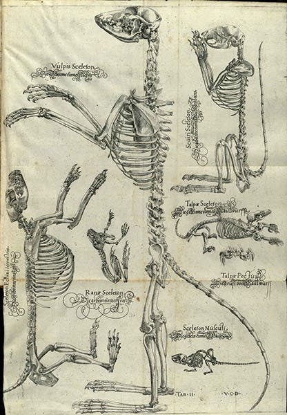Skeletons of a fox, a squirrel, hedgehog, frog, mouse, and mole, engraving by Volcher Coiter, in his Lectiones Gabrielis Fallopii de partibus similaribus humani corporis, plate 2, 1575, unknown copy (Wikimedia commons)
