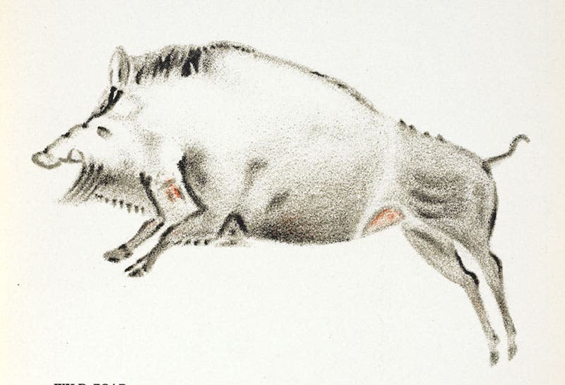A wild boar, painting from the Altamira cave ceiling, copied by Abbé Breuil, Lord Avebury, Prehistoric Times, 1913 (Linda Hall Library).