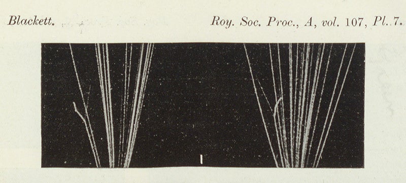 Cloud chamber tracks showing alpha particles impacting nitrogen atoms, with the occasional production of a proton and the transmutation iof nitrogen into oxygen, detail of a plate accompanying a paper by Patrick M.S. Blackett in the Proceedings of the Royal Society of London, vol. A107, 1925 (Linda Hall Library)