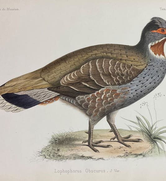 Lophophorus obscurus, a Chinese partridge, found by Père Armand David in China, described by Jules Verreaux, lithograph after drawing by Josephe Hüet, Bulletin des nouvelles archives du Muséum, vol. 5, 1869 (Linda Hall Library)