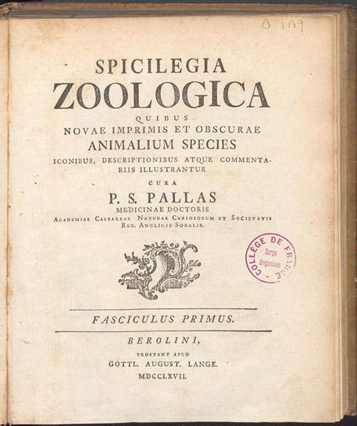 Title page, volume 1, fascicle 1, Spicilegia zoologica, by Peter Simon Pallas, 1767 (Linda Hall Library)