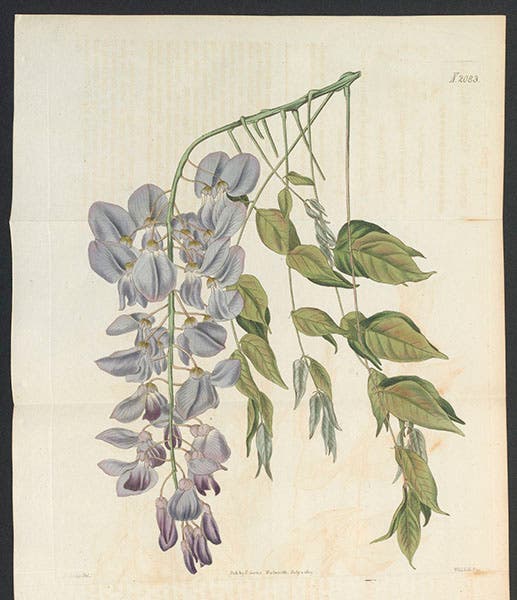 Wisteria sinensis, engraving by Walter Fitch, Curtis’s Botanical Magazine, 1817 (Linda Hall Library)