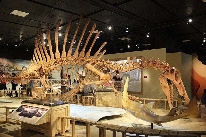 Reproduction and restoration of the new Spinosaurus skeleton found in Morocco (National Geographic Museum, Washington, D.C, via Wikimedia commons)