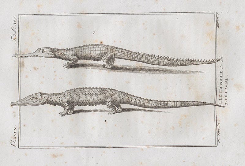 A gavial and a Nile crocodile, engraving, in François Daudin, Histoire naturelle ... des reptiles, vol. 2, 1802 (Linda Hall Library)