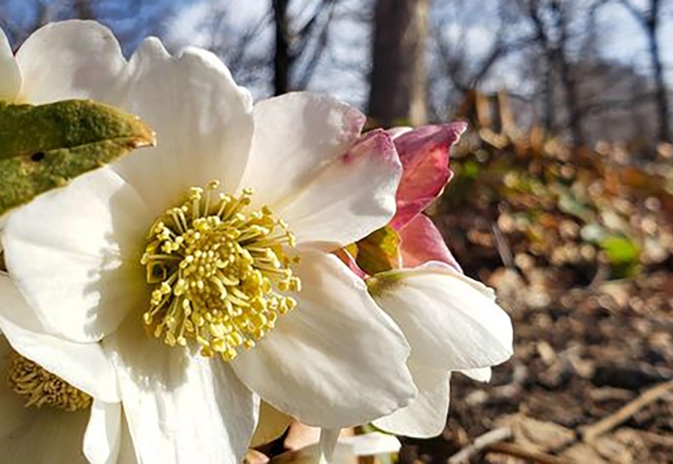 Linda Hall Library arboretum viburnum hellebore