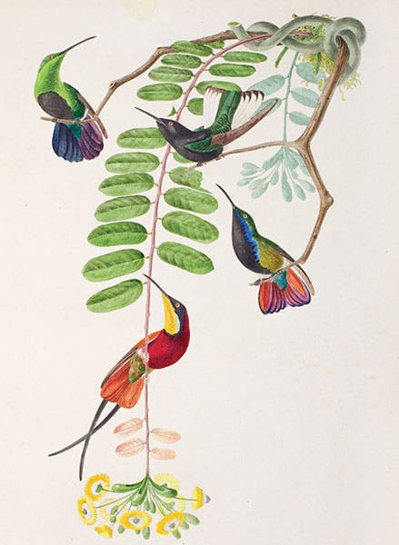 Hummingbirds, a plate from Jean Descourtilz, Oiseaux brillants du Brésil, 1834-56 (LSU Libraries Special Collections)