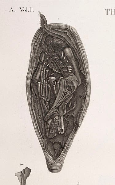 Detail of Ibis mummy, Description de l'Egypte (Linda Hall Library)