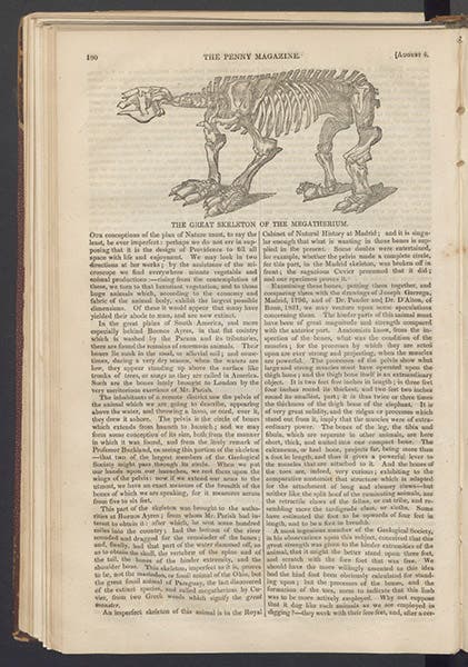Article on the Megatherium, with woodcut, The Penny Magazine, vol. 1, 1832 (Linda Hall Library)