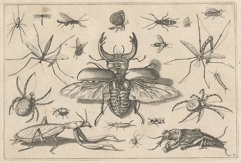 Scarab beetle with wings spread and other insects, engraving in Diversae insectarum volatilium icones ad vivum accuratissime depictae, by Jacob Hoefnagel, plate 4, 1630 (Linda Hall Library)