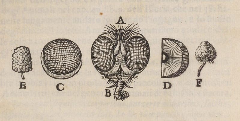 Detail of second image, the eye of a fly, with a mulberry at left and a strawberry at right, for comparison (Linda Hall Library)