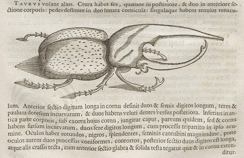 Hercules beetle, woodcut by Georg Markgraf, from Willem Piso, Historia naturalis Brasiliae (1648), and cited by Johann C. Fabricius, Species Insectorum, 1781 (Linda Hall Library)