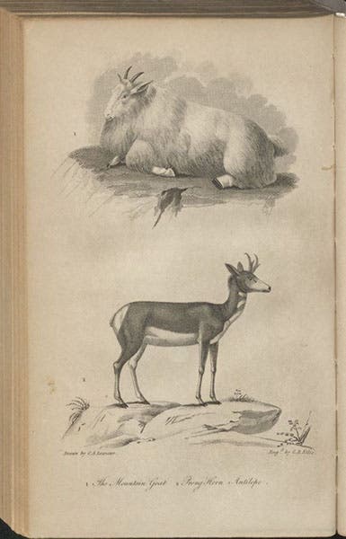 Mountain goat and pronghorn, engraving after drawings by Charles A. Lesueur, American Natural History, by John Godman, vol. 2, 1831 (Linda Hall Library)