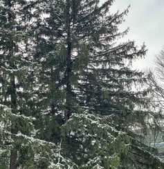 Norway Spruce winter